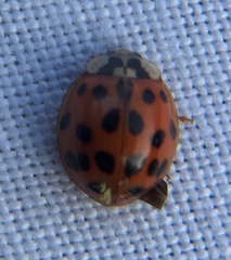 Hesperomyces virescens