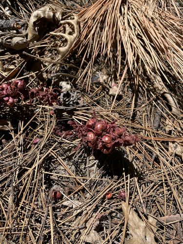 iNaturalist observation photo of Snowplant