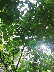 Comocladia macrophylla