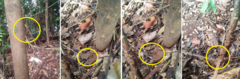 Dinomyrmex gigas borneensis