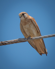 Falco cenchroides cenchroides