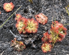 Drosera admirabilis