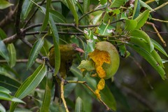 Oriolus flavocinctus