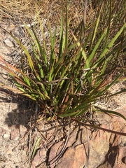 Dilatris pillansii