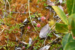 Vaccinium microcarpum