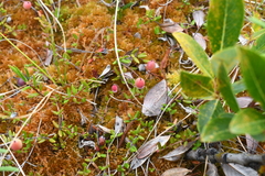 Vaccinium microcarpum