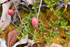 Vaccinium microcarpum