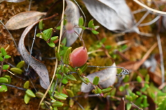 Vaccinium microcarpum