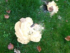 Laetiporus sulphureus