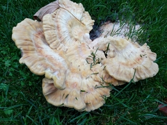Laetiporus sulphureus