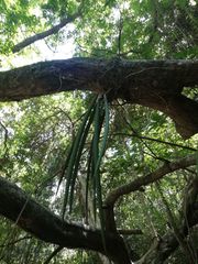 Trichocentrum ascendens