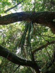 Trichocentrum ascendens