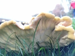 Laetiporus sulphureus