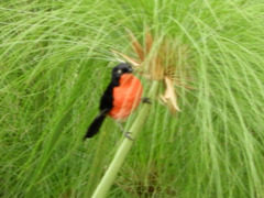 Laniarius erythrogaster