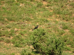 Cuculus clamosus clamosus