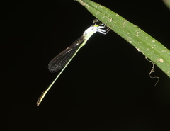 Agriocnemis femina oryzae