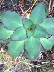 Hermas ciliata