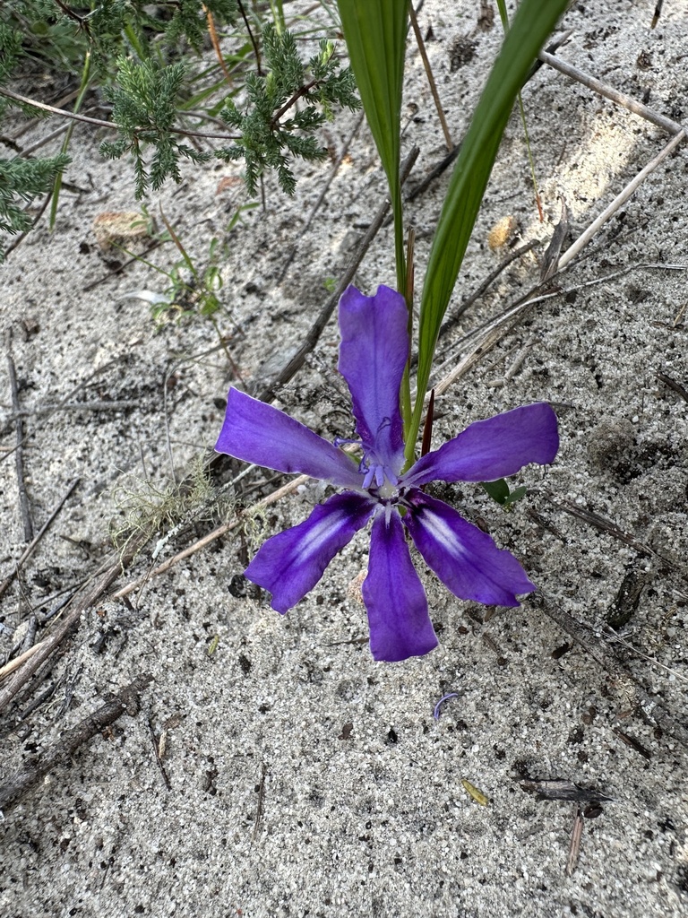 Babiana petiolata, Saldanha Bay, West Coast Peninsula, Western Cape, ZA