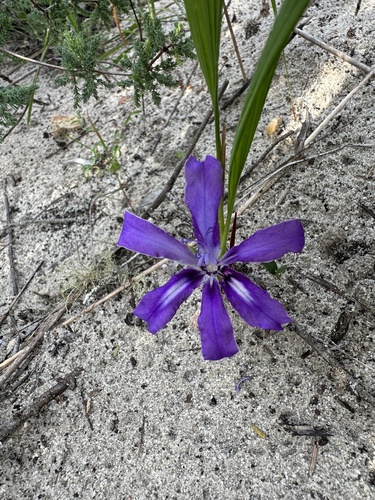 Stalked Bobbejaantjie (Babiana petiolata)