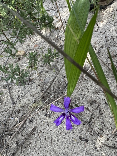 Babiana petiolata