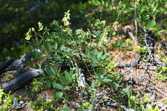 Astragalus frigidus