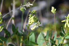 Astragalus frigidus