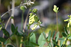 Astragalus frigidus