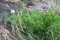 Astragalus inopinatus