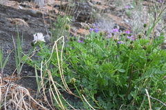 Astragalus inopinatus