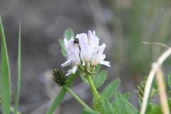 Astragalus inopinatus