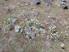 Brachyscome diversifolia