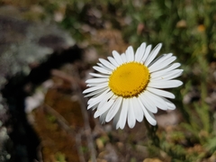 Brachyscome diversifolia