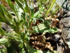 Brachyscome diversifolia