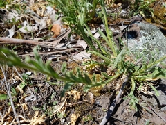 Brachyscome diversifolia