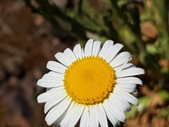 Brachyscome diversifolia