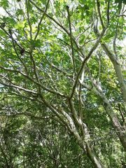 Cnidoscolus megacanthus