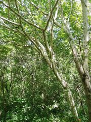 Cnidoscolus megacanthus