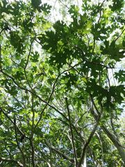 Cnidoscolus megacanthus