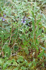 Astragalus norvegicus