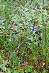 Astragalus norvegicus