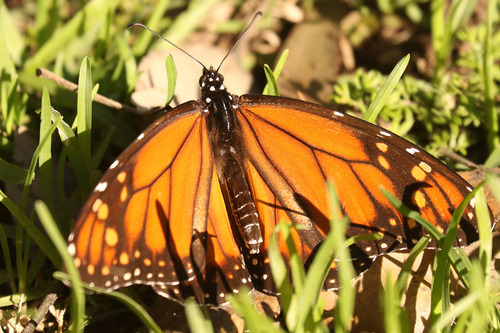 Southern Monarch