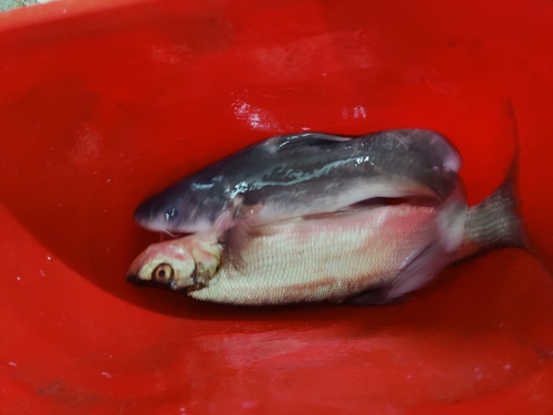 Langsnuit-meerval (Leiocassis longirostris) — Bagridae — 2