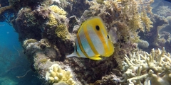 Chelmon rostratus