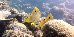 Chelmon rostratus