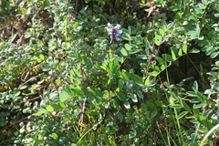 Astragalus norvegicus