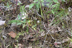 Astragalus schelichowii