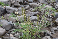 Astragalus schelichowii
