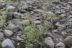 Astragalus schelichowii