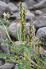 Astragalus schelichowii