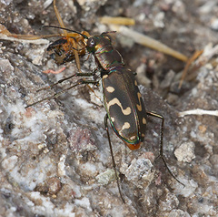 Cicindela haemorrhagica